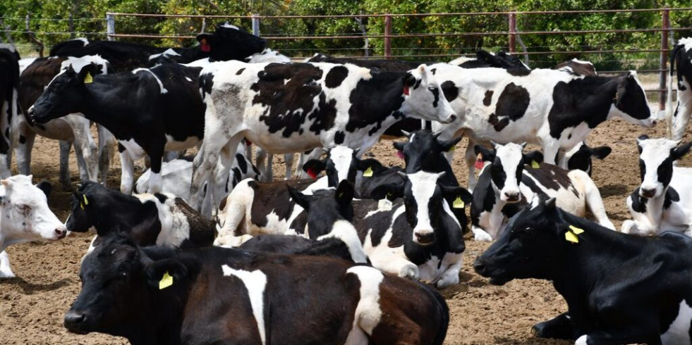 Baja California Sur busca el reconocimiento de zona libre o de baja prevalencia de tuberculosis bovina