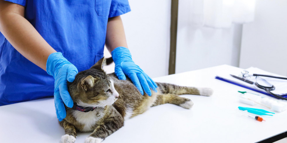 Revelan un importante hallazgo sobre el efecto de la gabapentina sobre la presión arterial en gatos