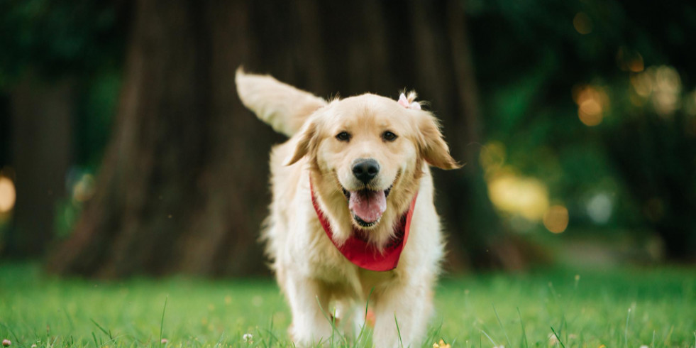 Mexicanos y estadounidenses descubren la utilidad de la IA para interpretar los ladridos de los perros