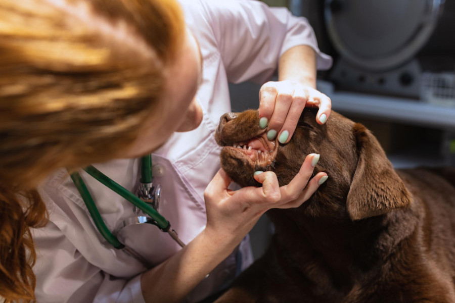 Perro veterinario (12)