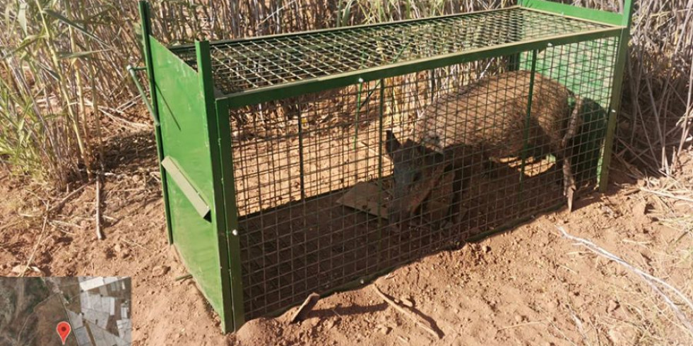 Andalucía prorroga la emergencia cinegética para equilibrar poblaciones de jabalíes y cerdos asilvestrados