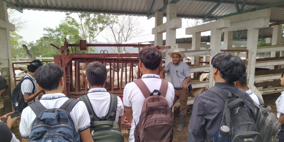 Forman a estudiantes sobre tecnologías para la producción de bovinos carne en el trópico