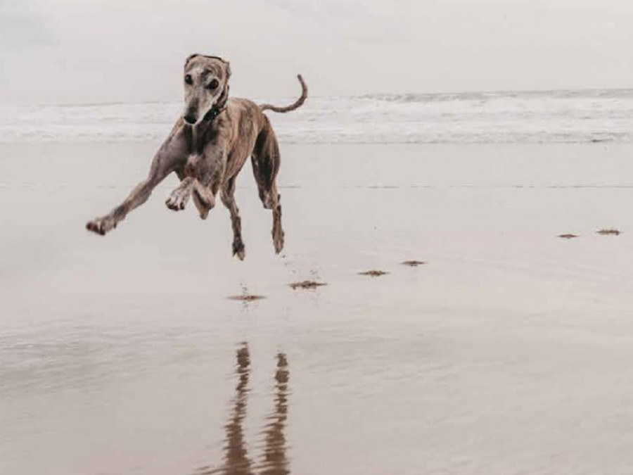 Perro stangest