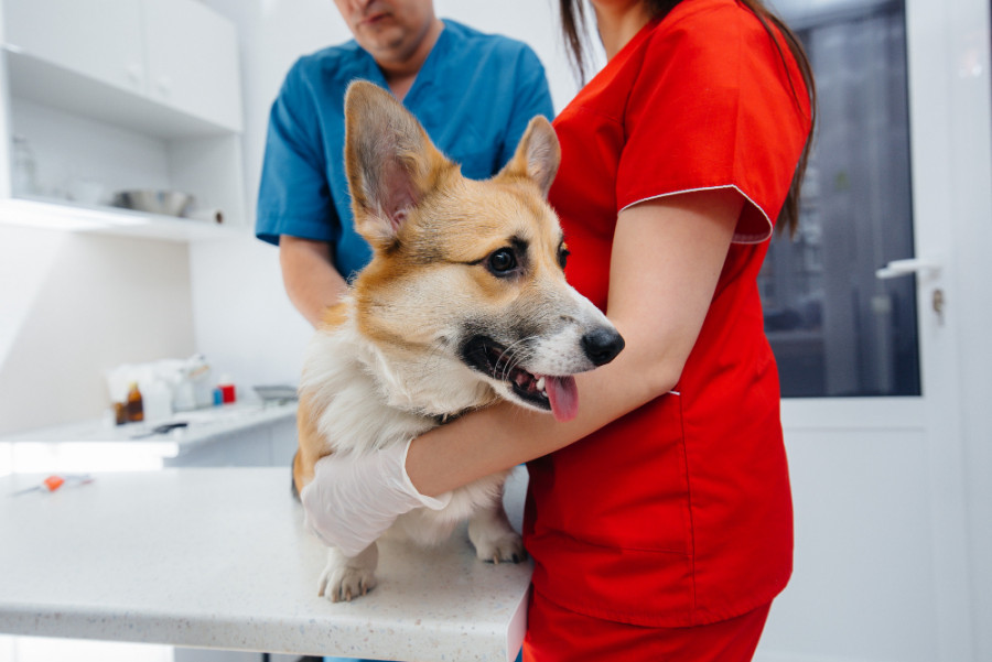 Perro veterinario (9)