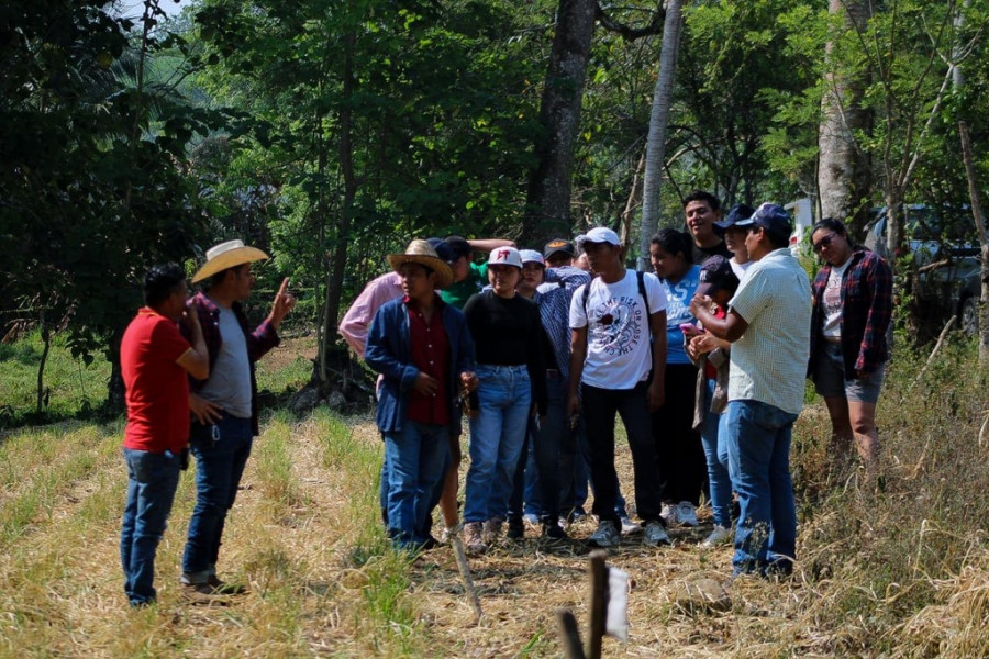 Bóvinos carne del trópico Inifap