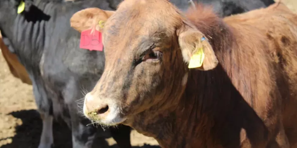Chihuahua cubrirá con un seguro a los productores ganaderos por enfermedades animales