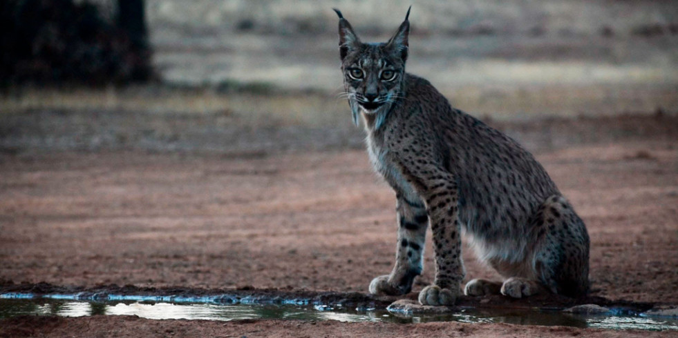 Publican un informe sobre la situación del lince ibérico: pasa de 94 a más de 2.000 ejemplares en solo dos décadas