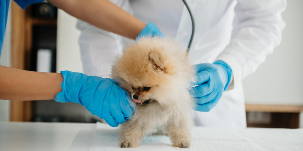 ¿Qué hacen los veterinarios generalistas ante el hallazgo de soplos cardiacos en examen de rutina de cachorros?