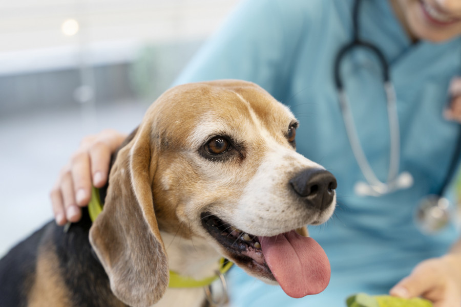 Perro en veterinario