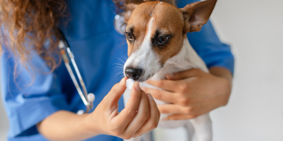 Evalúan un potencial nuevo compuesto con resultados alentadores para tratar la osteoartritis canina