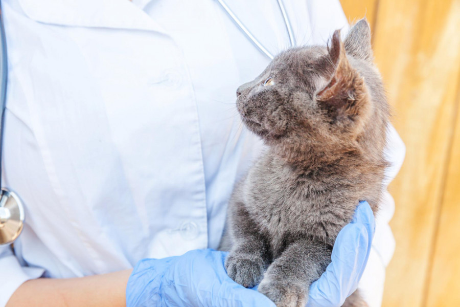 Gato veterinario (5)
