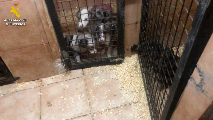 Cachorros cantabria venta ilegal