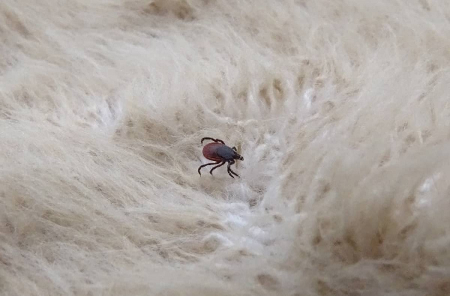 Modelos predictivos Ixodes ricinus 1