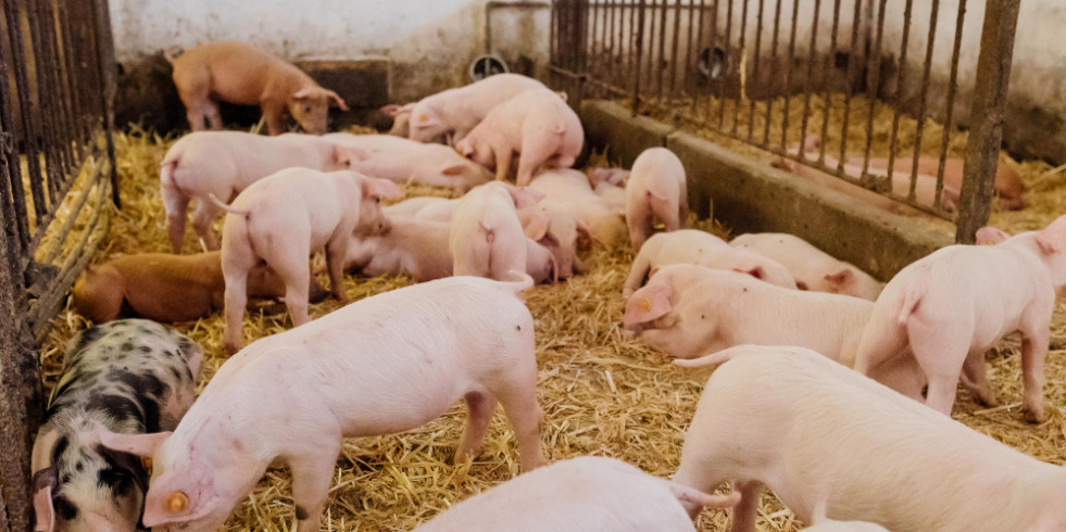 Piden prorrogar la adaptación de las granjas de porcino por el sobrecoste que supone de más de 300.000 euros