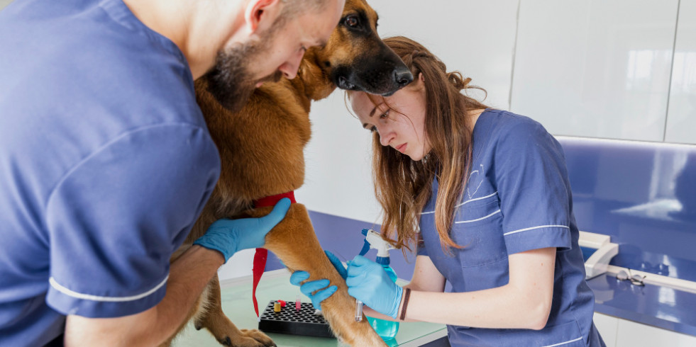 Publican las guías de fluidoterapia en pequeños animales