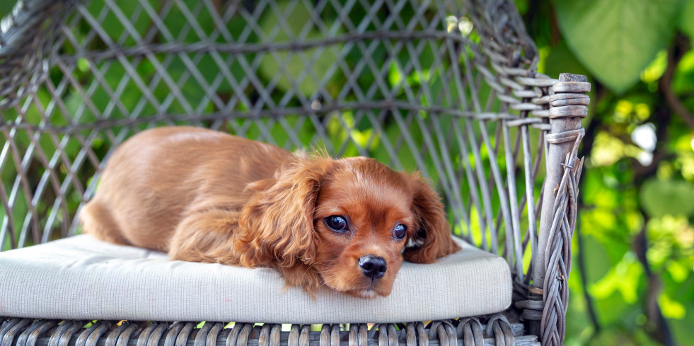Expertas dan 10 claves para disfrutar del primer verano junto a un cachorro