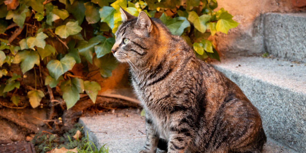 Descubren potencial en los gatos domésticos para estudiar la obesidad en humanos