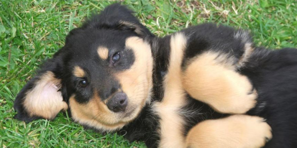 Una nueva prueba genética eliminará una forma de ceguera hereditaria en los perros