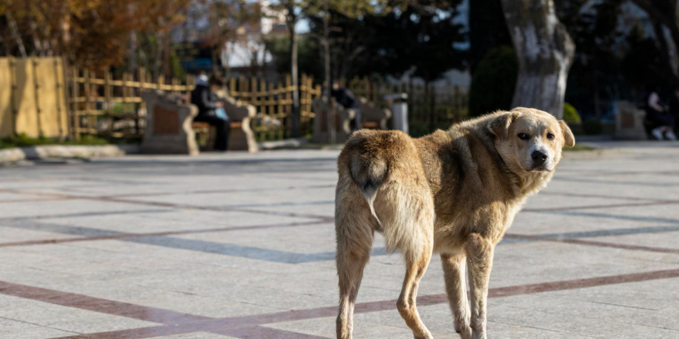 Advierten sobre una epidemia de parvovirosis en perros de todo México
