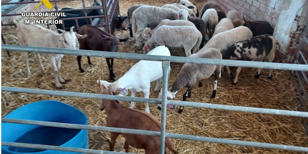 Investigan a dos personas por incumplir las medidas sanitarias para la comercialización de animales para consumo en Alicante