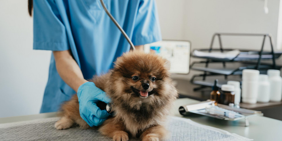 Nuevos avances en el desarrollo de varios biomarcadores para el diagnóstico de la enfermedad renal en perros