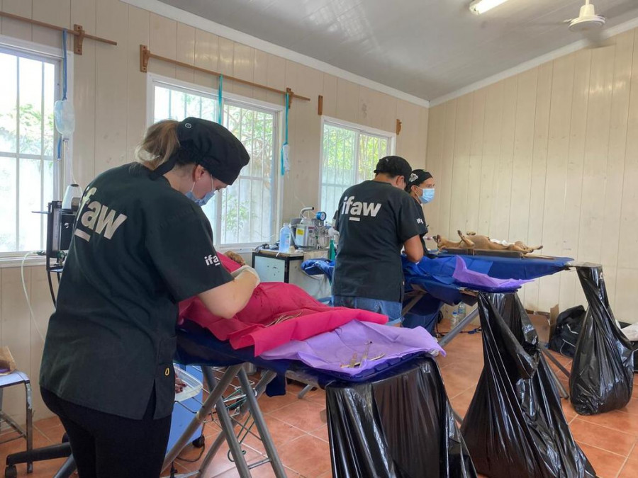 Esterilización