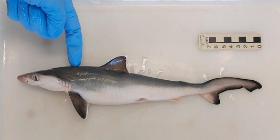 Detectan la presencia de cocaína y su metabolito, la benzoilecgonina, en trece tiburones de Brasil