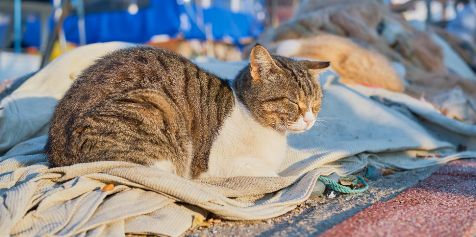 El estudio de los tumores en los gatos como centinela de la exposición a cadmio en los humanos