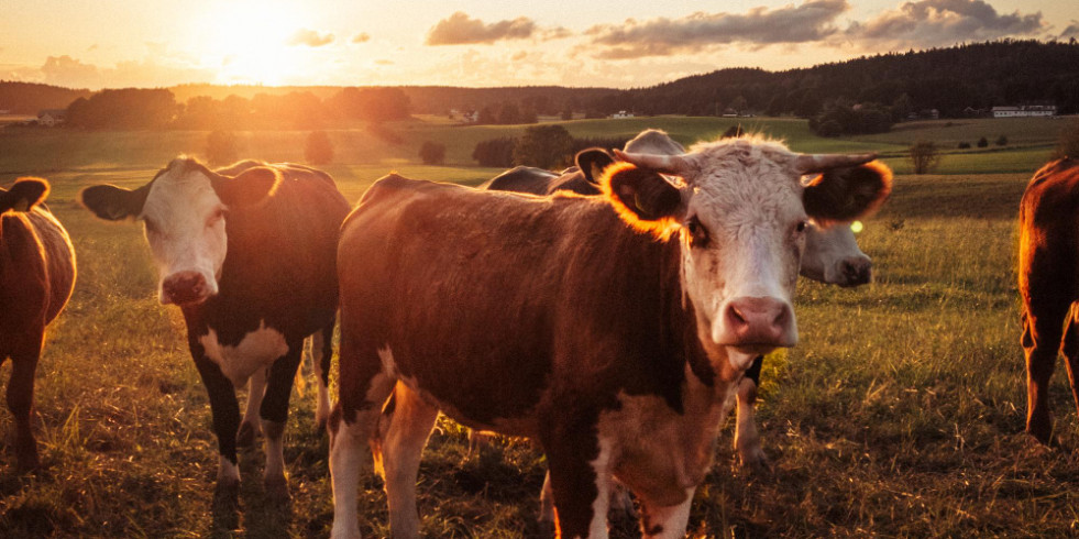 Resaltan la necesidad urgente de mejorar la salud animal como medio para reducir las emisiones del ganado