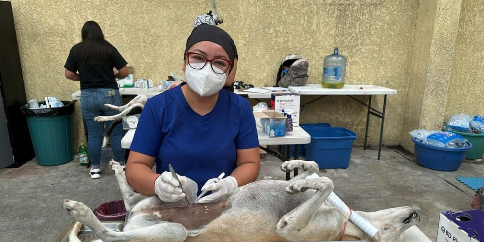 Veterinarios de León colaboran en el desarrollo de estrategias de salud pública