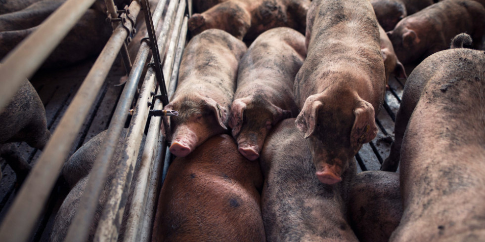 Descubren un aumento global de E. coli productora de β-lactamasas resistente en el sector ganadero