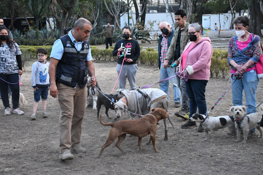 Cursos para perros Tlalpan