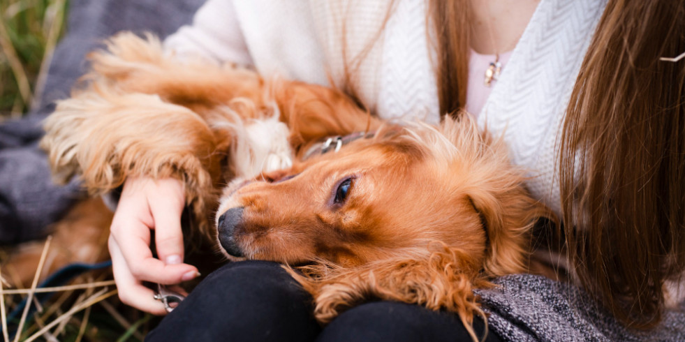 ¿Cómo está evolucionando la relación entre perros y dueños?