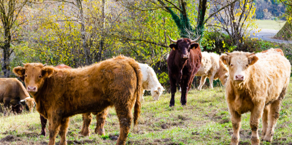 Nace la Plataforma Pecuaria Bovina de España, necesaria para conseguir objetivos comunes en todo el sector