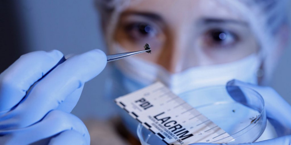 Entomología forense: cuando los insectos son la evidencia