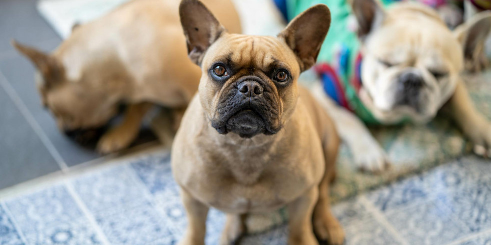 Un estudio allana el camino para desarrollar un prometedor fármaco frente a la obesidad canina