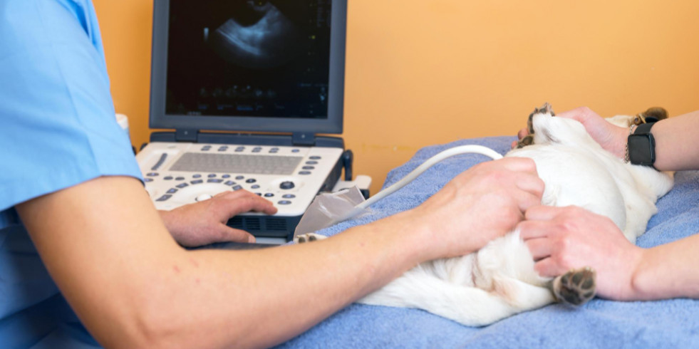 Guía para veterinarios generalistas sobre cómo implementar la ecografía amigable con los gatos