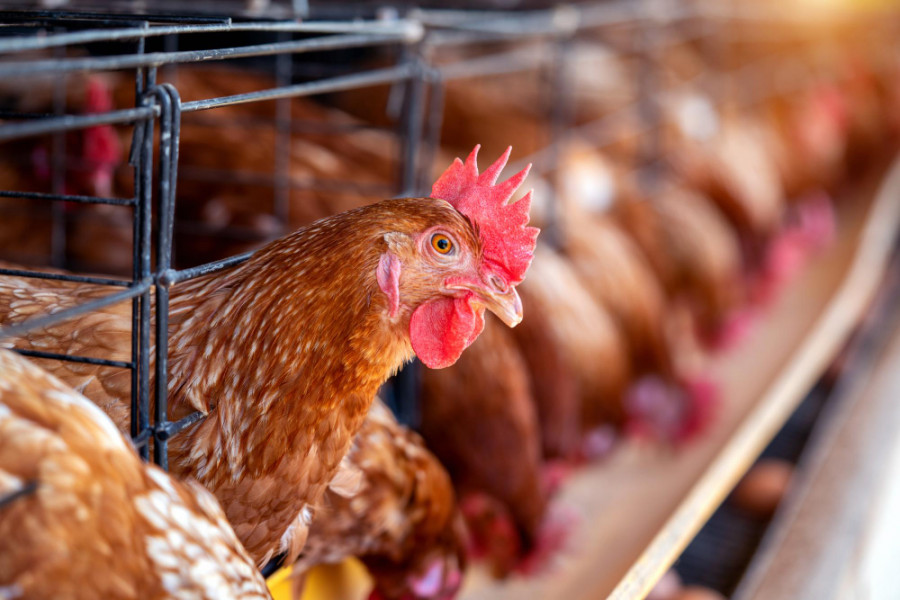 Gallinas