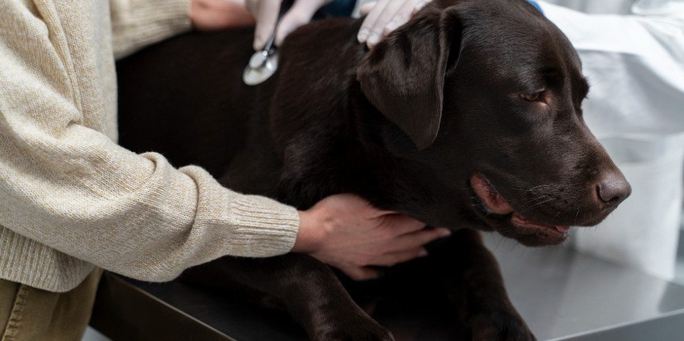 Veterinarios españoles hallan que Palladia junto a un AINE es eficaz para tratar el carcinoma inflamatorio canino