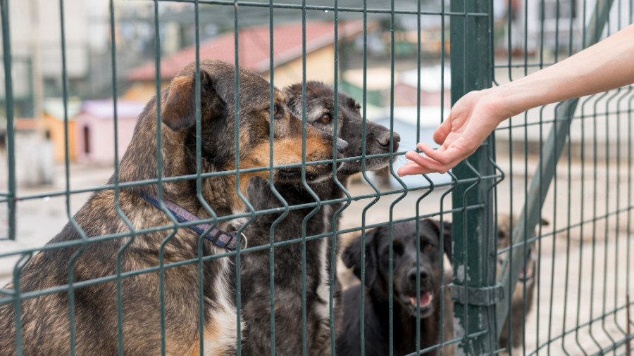 Protectora perros