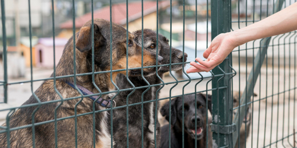Confirman por primera vez la resistencia antihelmíntica que presenta Trichuris vulpis en perros