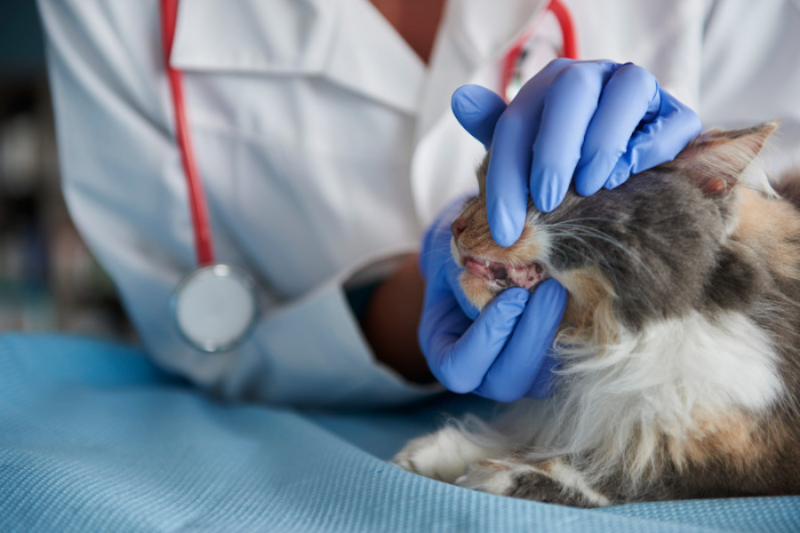 Boca gato veterinario