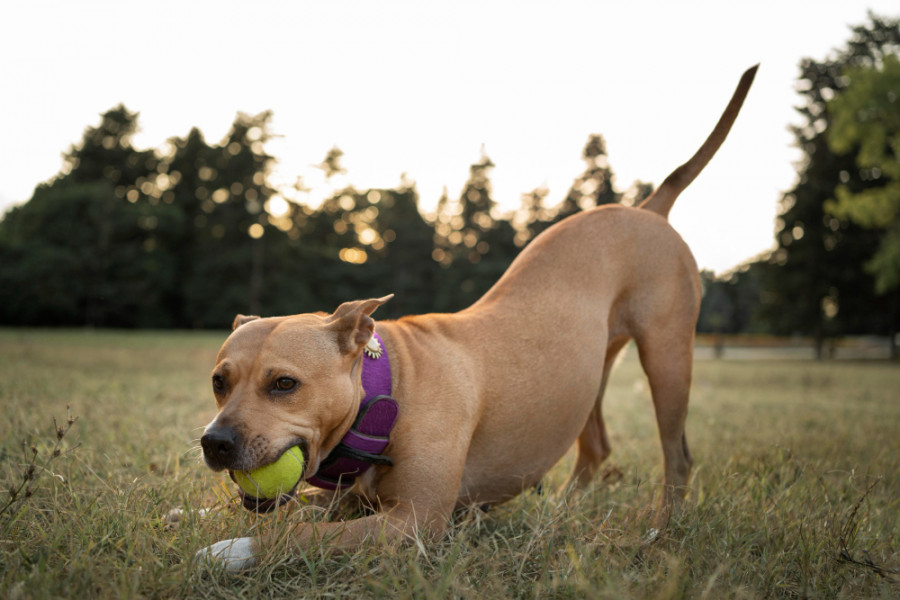 Perro jugando