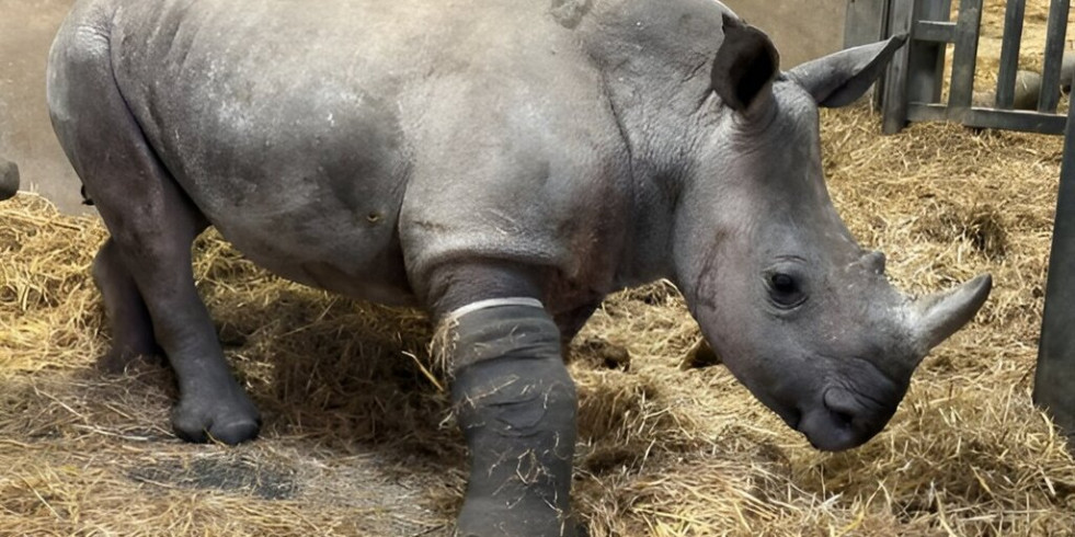 Un equipo de veterinarios lleva a cabo un insólito procedimiento quirúrgico para curar la pata de un rinoceronte