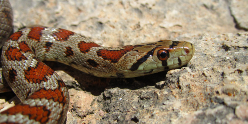 Autorizan antiveneno para mordedura de más de cuarenta especies de serpientes, un grave problema en América