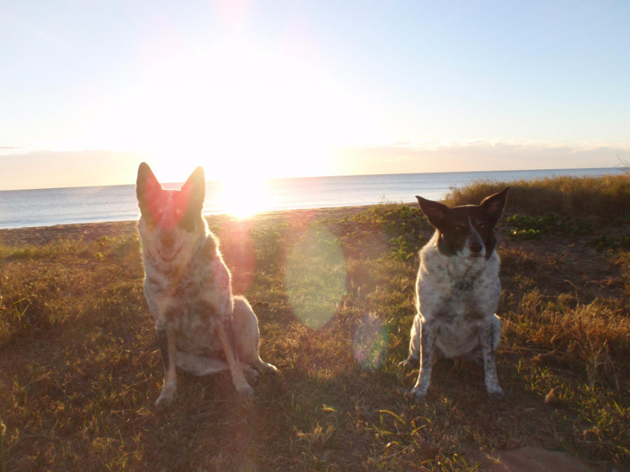 Perros (2)
