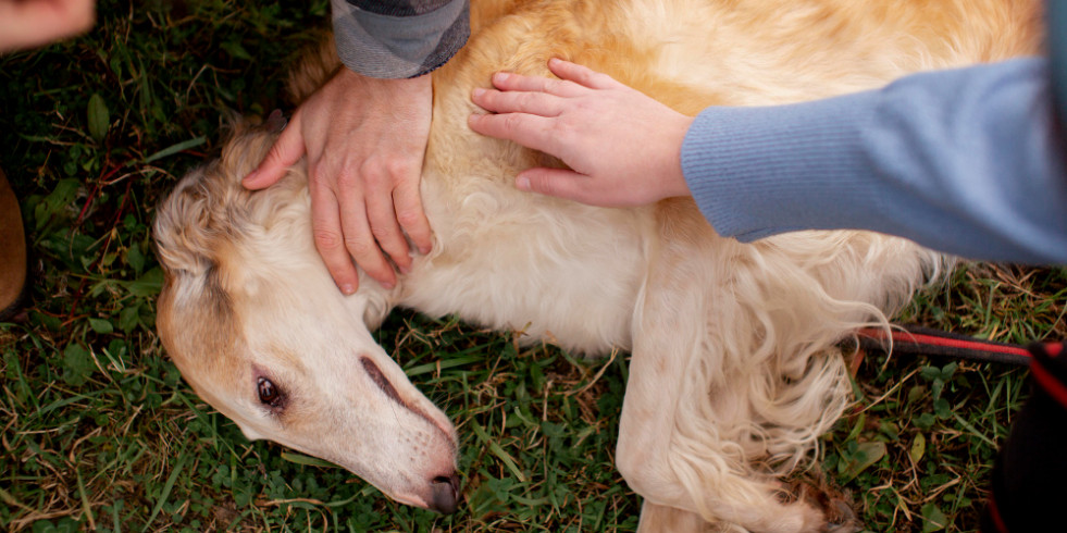 Primeros auxilios para animales de compañía