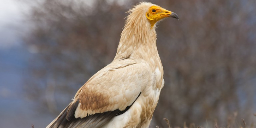 Advierten del riesgo letal para la fauna silvestre de algunos medicamentos veterinarios
