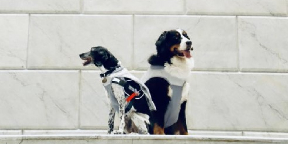 Coterapeutas caninas se jubilan tras apoyar a miles de poblanos
