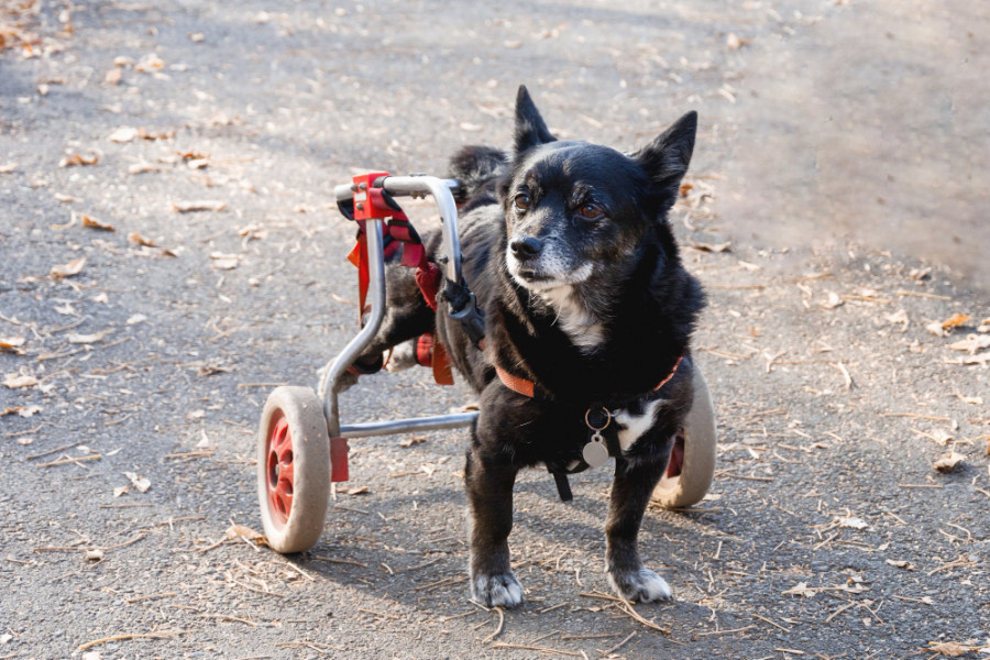 Perro silla ruedas
